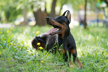 Doberman lying on the grass