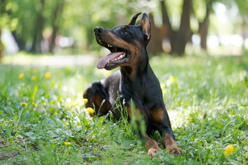 Doberman lying on the grass