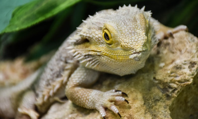 ring tail iguana