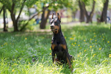 Black Doberman sits on the grass in the park.