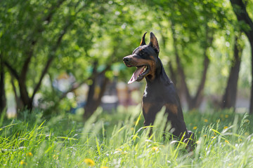 Doberman posing in a city park