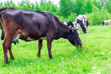 Herd of cows graze on a green meadow.