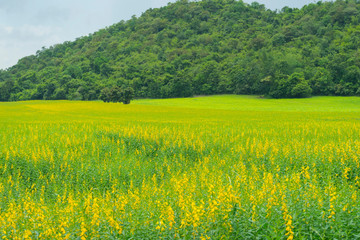 beautiful field of Sesbania yellow flower and green mount in the background. 