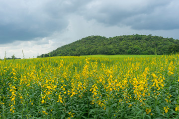 beautiful field of Sesbania yellow flower and green mount in the background. 