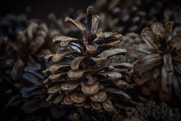 pine cone on a tree
