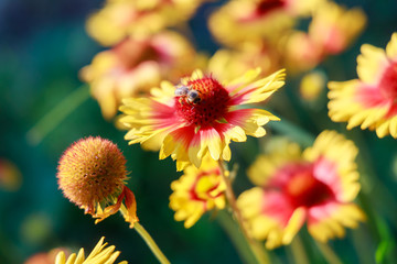Bee sits on a yellow-red flower against a green meadow