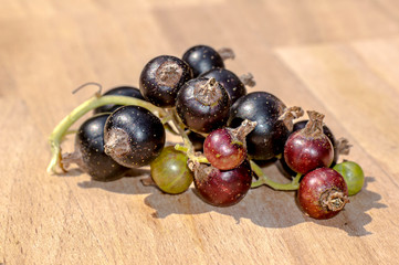 Fresh bio garden berries from the summer season