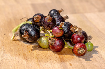 Fresh bio garden berries from the summer season