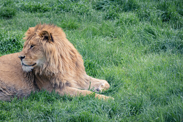 Beautiful young lion looks back lying on the green grass, copy space