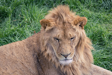 Young lion on a background of green grass. Close-up