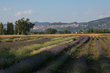 Fototapeta na wymiar Splendido campo di lavanda nei pressi di Assisi in Umbria