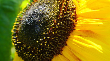 Bright and showy big yellow sunflower head close up.