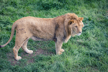 Fototapeta na wymiar Young lion stands on the background of green grass