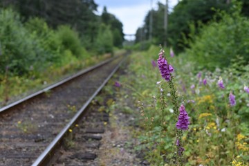Foxglove flower blooming at railroad side 