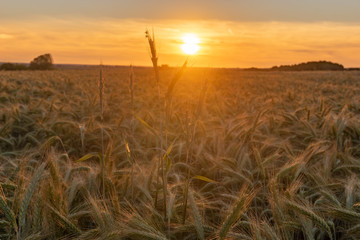Fototapeta premium field of ripening grain, sunset time