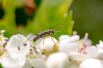 little insect in my bio season garden