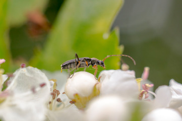 little insect in my bio season garden
