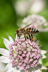 Close up side view of honey bee on top of astrantia flower with other flowers in the blurred background