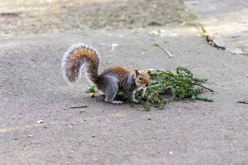 A Cute Gray Squirrel on road at Yorkshire Museum Garden, England, the United Kingdom