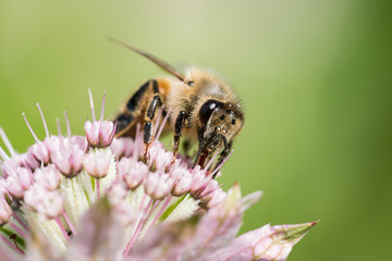 Close up front view of honey bee on top of astrantia flower with blurred green background
