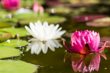 Red waterlily flower in the lower right part of the frame with white flower in the blurred background