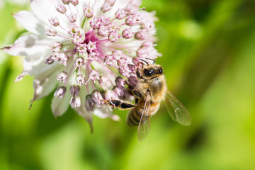 Close up side view of honey bee on lower part of astrantia flower with blurred background