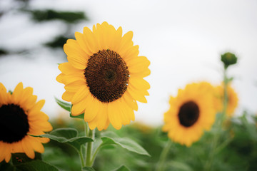 Obraz premium Sunflower with beautiful at sky.