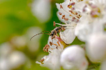 little insect in my bio season garden