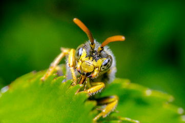 little insect in my bio season garden