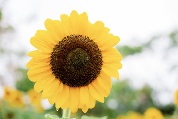 Obraz premium Sunflower with colorful at sky.