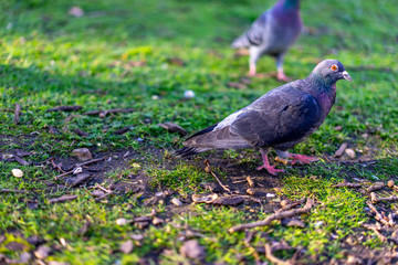 Obraz na płótnie Canvas Close up shot Pigeon on a green grass with bokeh background during day in London's St. James's Park, England