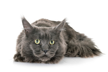 maine coon cat