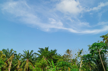 Fototapeta na wymiar Green foliage background cloudy sky
