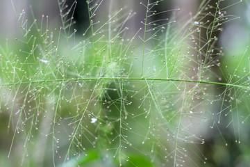 unique grass, shaped like a spider web