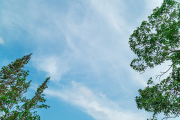 Green foliage background cloudy sky