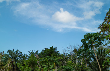 Fototapeta na wymiar Green foliage background cloudy sky