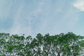 Green foliage background cloudy sky