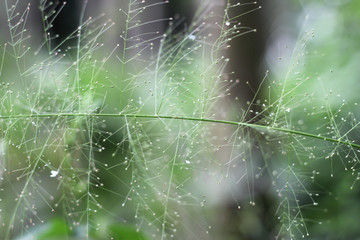 unique grass, shaped like a spider web