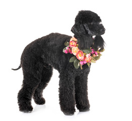 bedlington poodle in studio