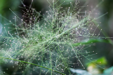 unique grass, shaped like a spider web