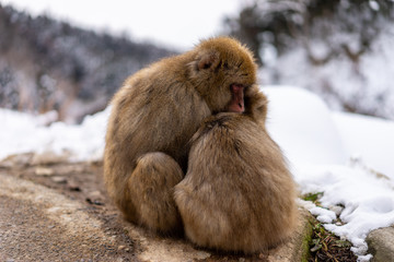 Japanese macaque or Snow monkey cuddling her baby and sitting on the dirt road near natural onsen (hot spring), located in Jigokudani Park, Yudanaka. Nagano Japan.