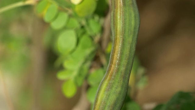 Moringa big fruits close up
