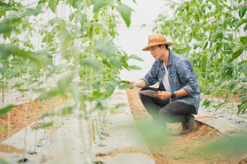 Smart farming, using modern technologies in agriculture. Man agronomist farmer with digital tablet computer in green house of melon farm.