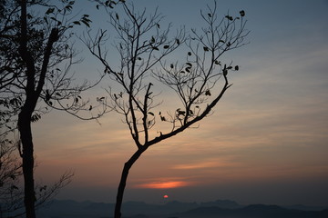 bare tree at sunset