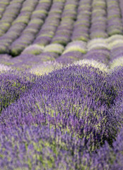 Naklejka na ściany i meble the blooming lavender flowers in Provence, near Sault, France