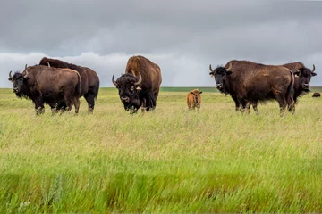 Gordijnen Een kudde vlaktes bizonbuffels met een babykalf dat graast in een weiland in Saskatchewan, Canada © Nancy Anderson