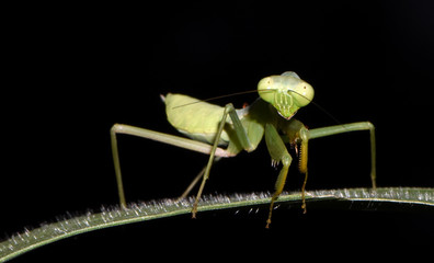 Green small mantis - amazing macro nature of tropical island Bali.