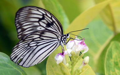 Amazing butterfly park in Bali. Сolorful butterflies. Macro nature. 