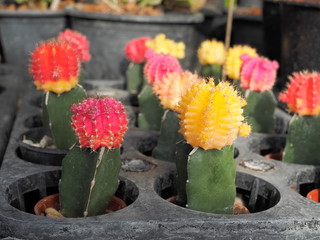 Moon cactus (Gymnocalycium mihanovichii) in flower pot, red and yellow cactus with selective focus.