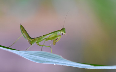 Green small mantis - amazing macro nature of tropical island Bali.